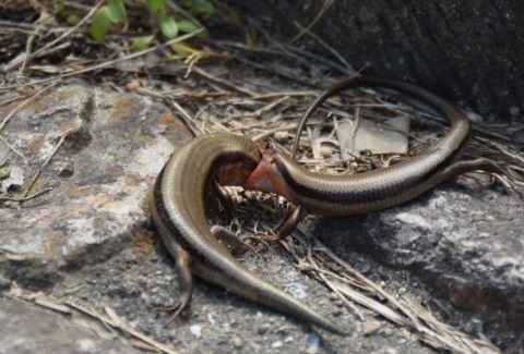 トカゲの食い合い