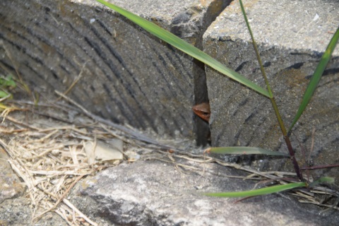 トカゲが現れた