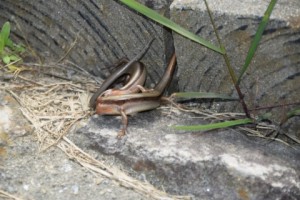 穴からトカゲが出てきた